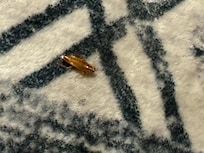 Cockroach on the living room floor.