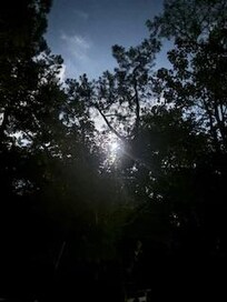 Nuit dans le jardin