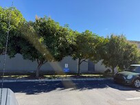 Mango trees in back of the hotel. The sign says not to pick them.