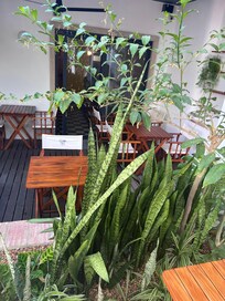 Lovely plants growing in the courtyard