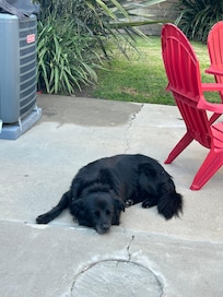 Our dog enjoying the yard after running around Huntington Dog Beach