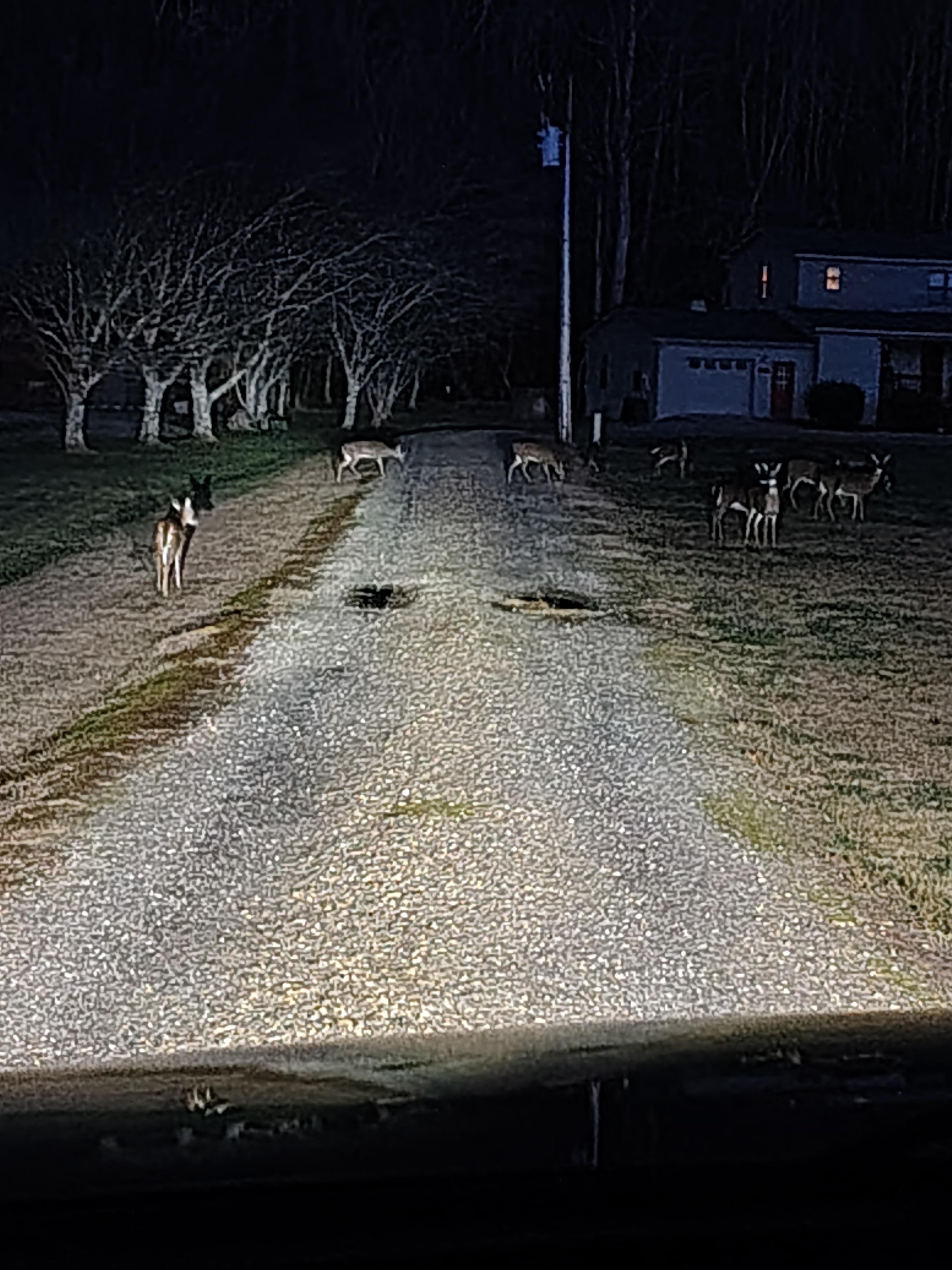 Deer in the driveway 
