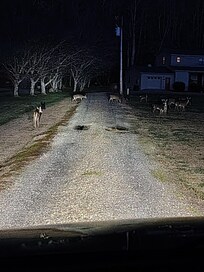 Deer in the driveway