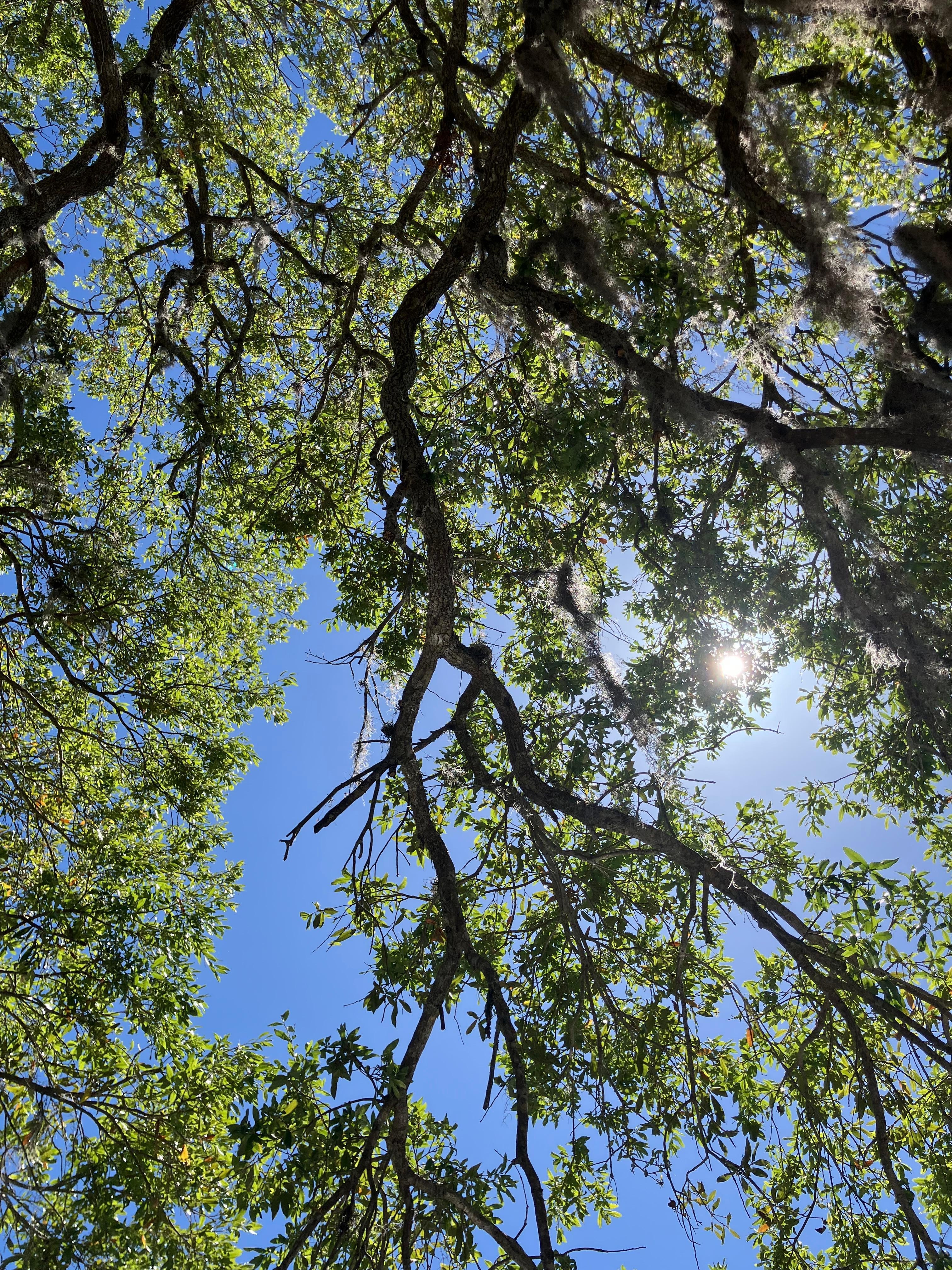 Tree over the property. 