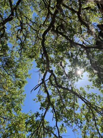 Tree over the property.