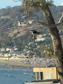 An osprey captures a shark on the tree, picture taken from the house.