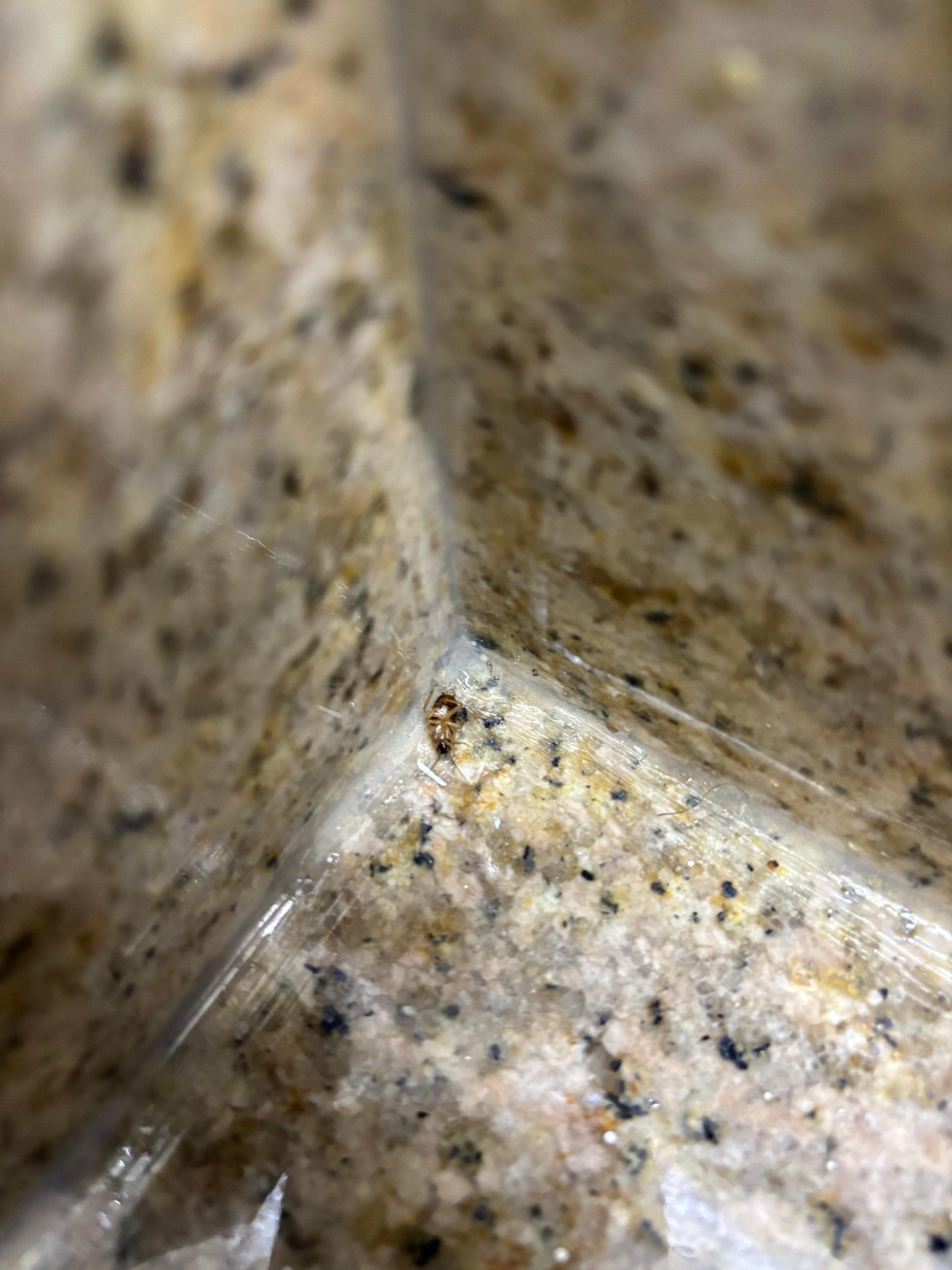 Roach on bathroom sink