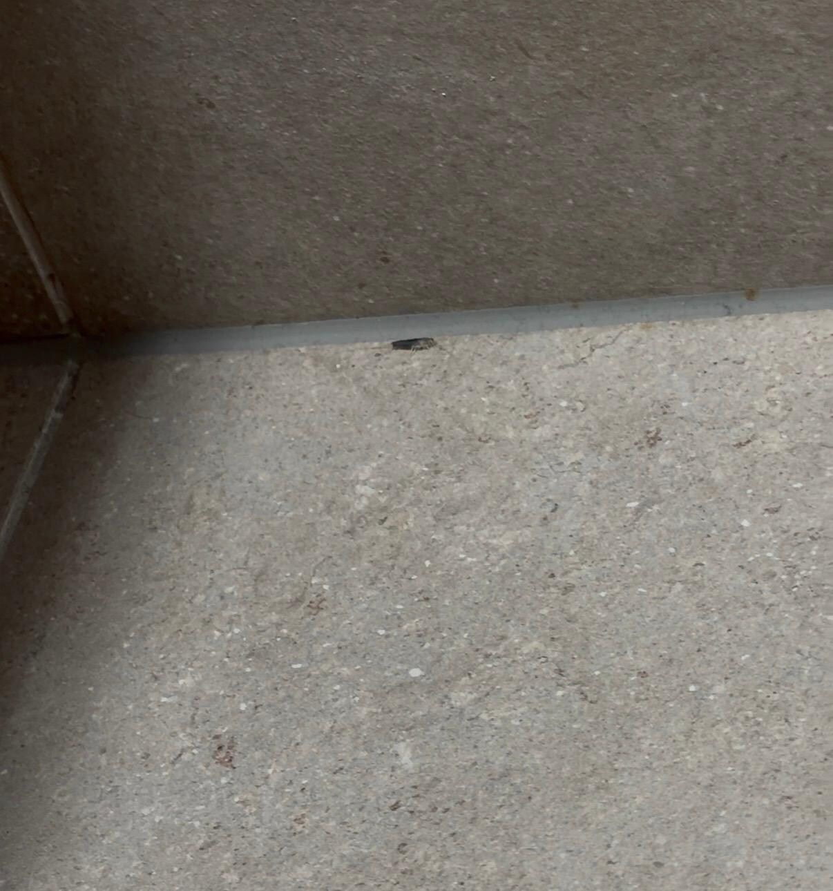 One of the many silver fishes, I have movies where they are playing all together 