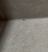 One of the many silver fishes, I have movies where they are playing all together