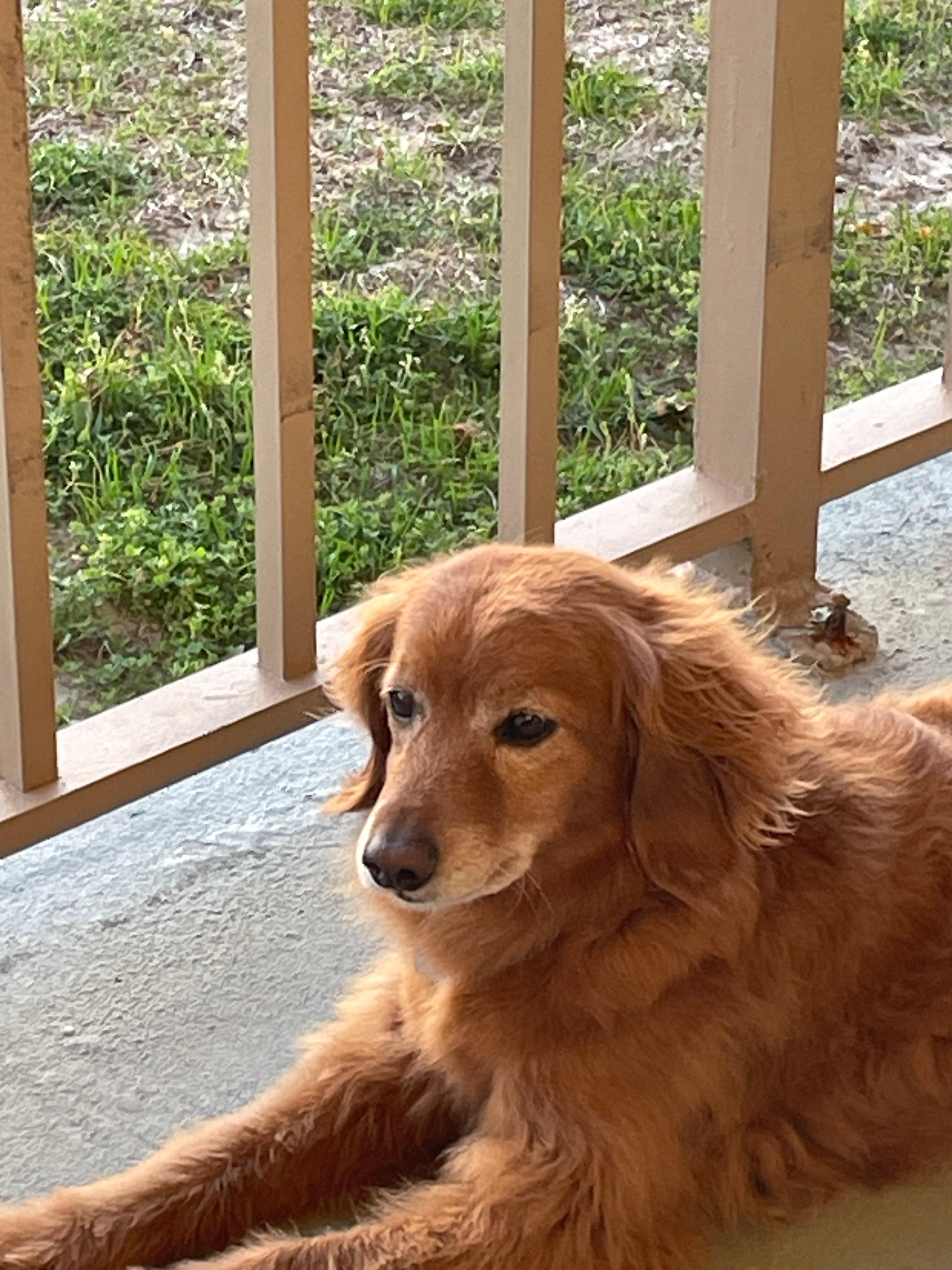 My happy pup enjoying the sunshine