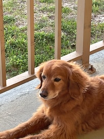 My happy pup enjoying the sunshine
