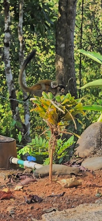 We saw about 11 monkeys and many had babies with them