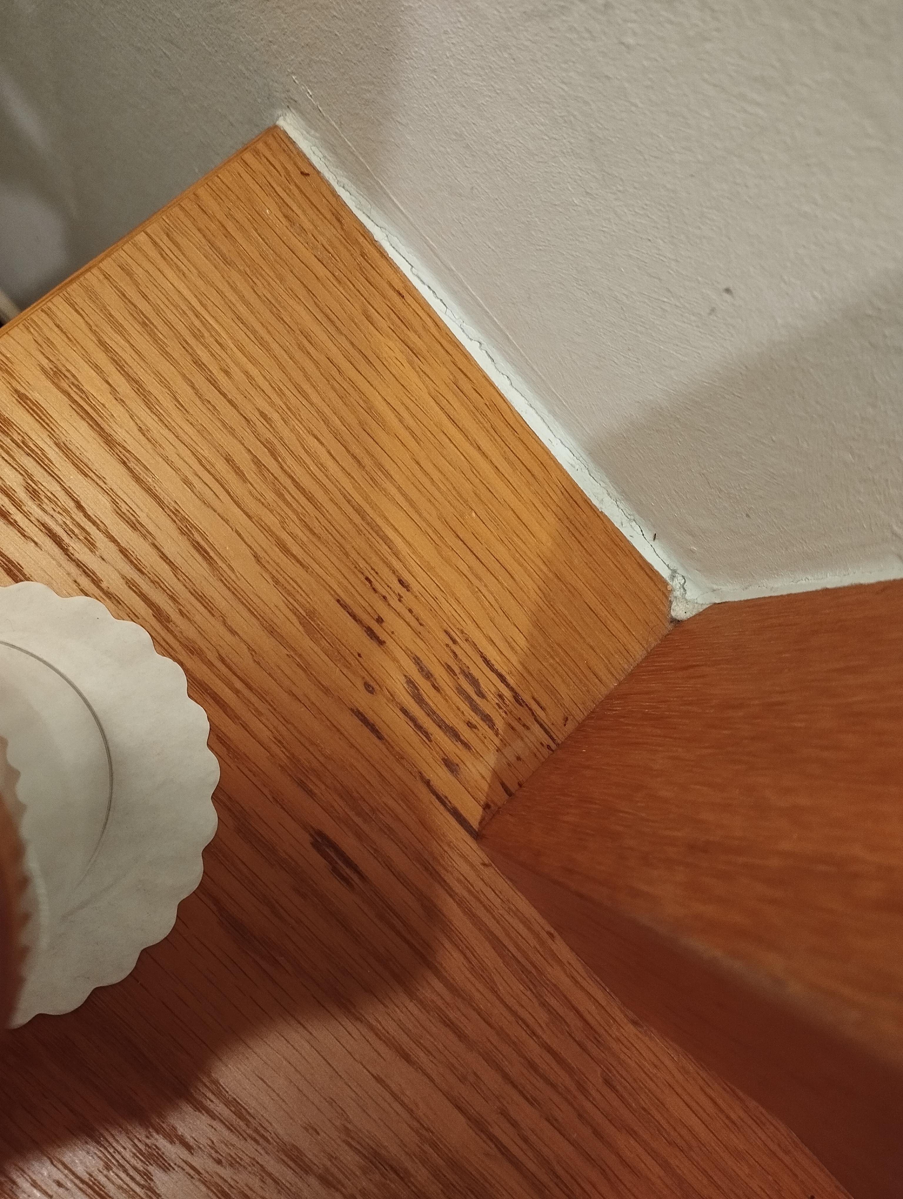 Ameisen die auf den Schreibtisch hochklettern und rumlaufen..