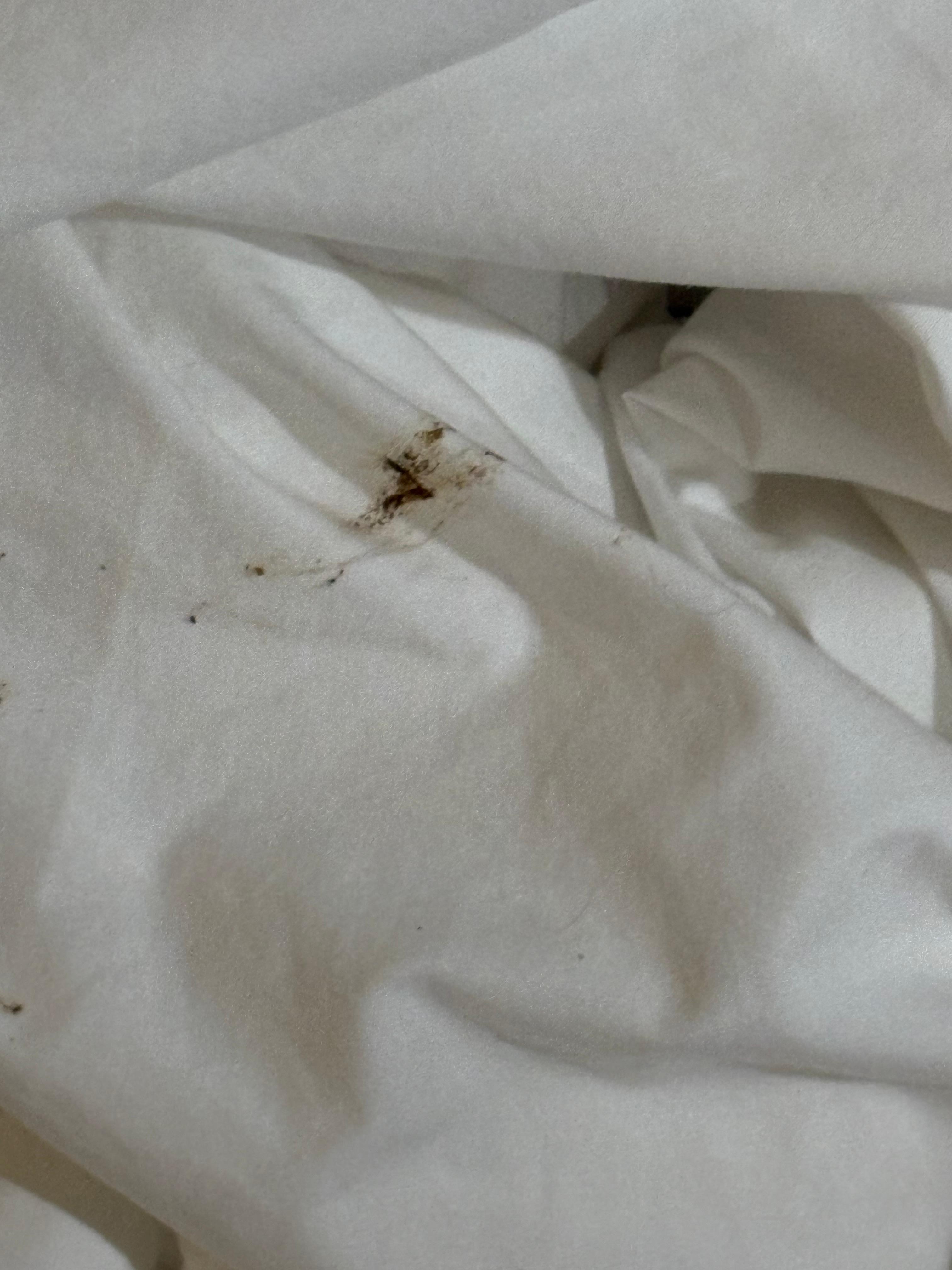 Dried feces on the sheet on our bed. 