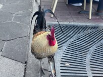 If you like chickens and cigars, this is the perfect neighborhood!