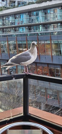 Visitor on balcony ledge