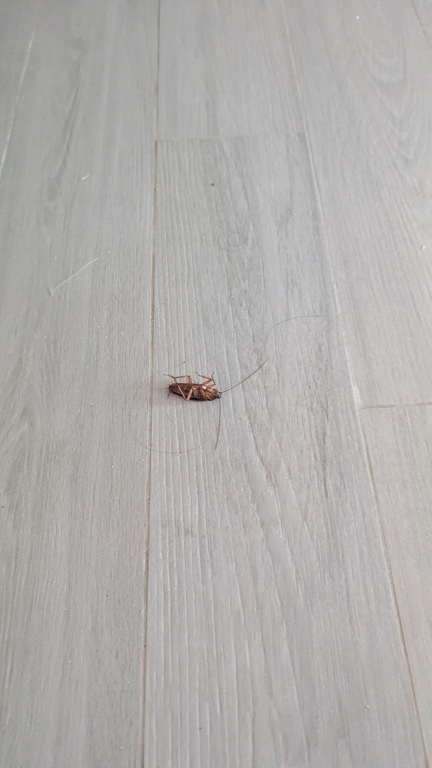 One of many cockroaches roaming the property.
