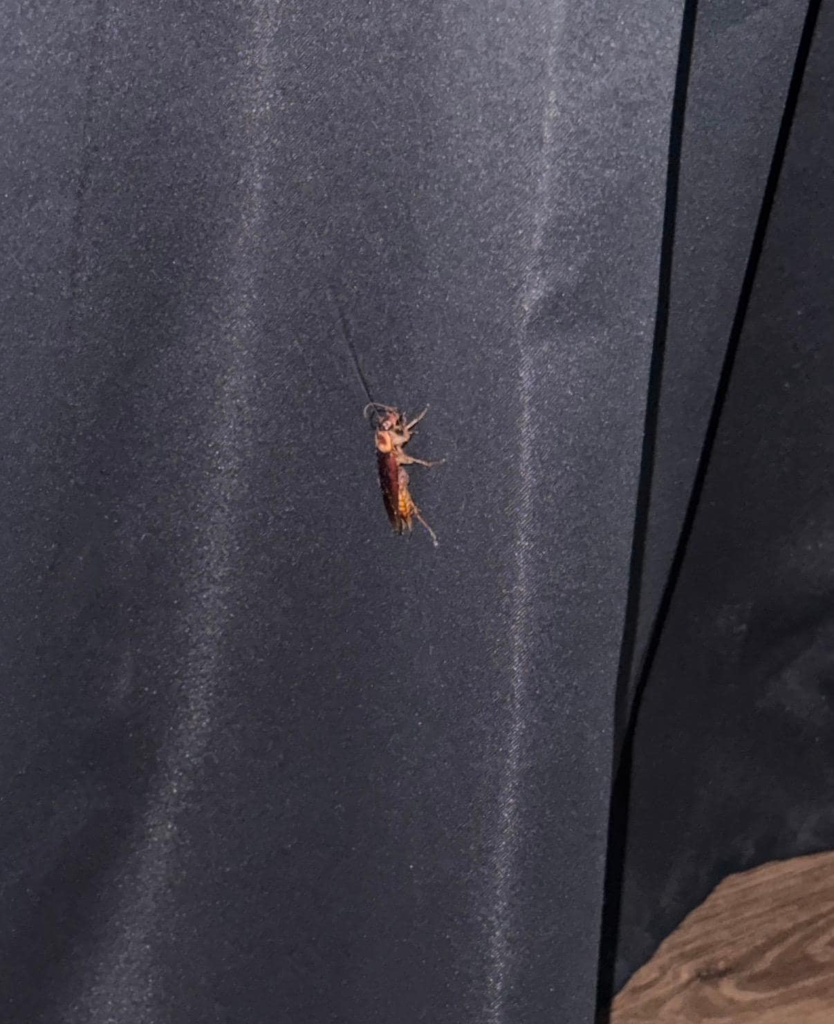Cockroach #2