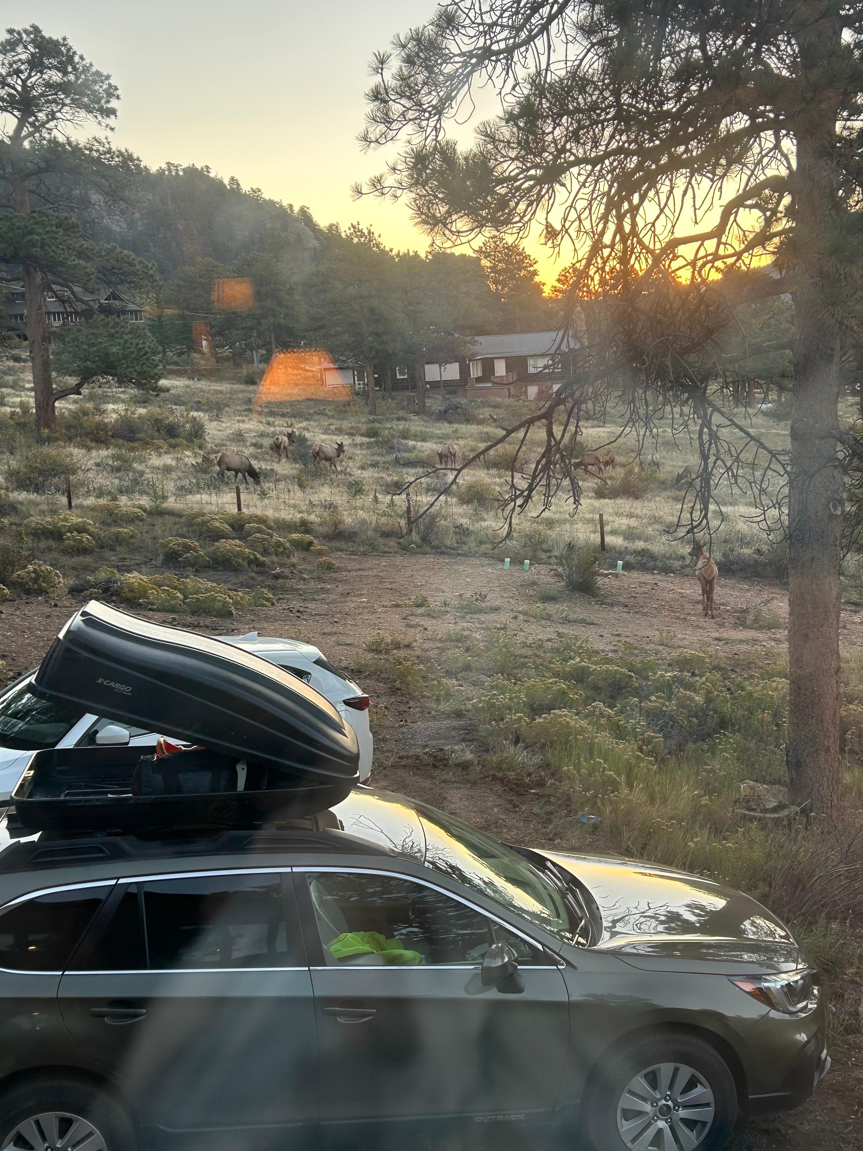 Elk seen east of the cabin early morning during rut season.
