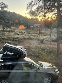 Elk seen east of the cabin early morning during rut season.