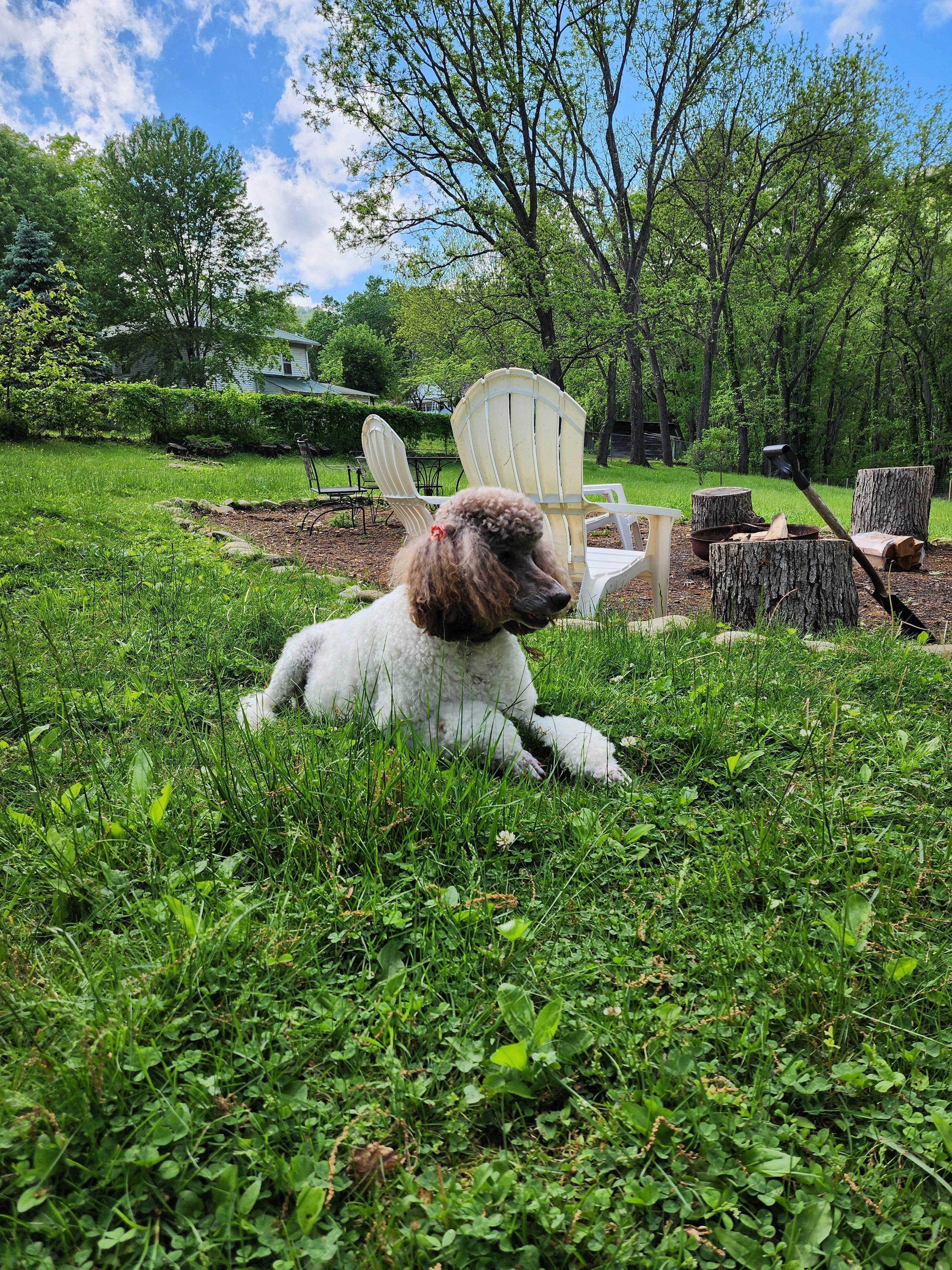 Enjoying the large, fenced in yard.