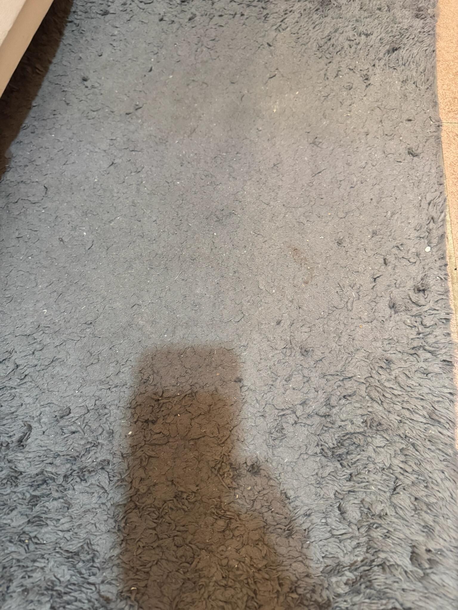 rug was no clean