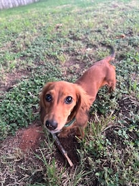 Our little dog loved having the space to run in the backyard!