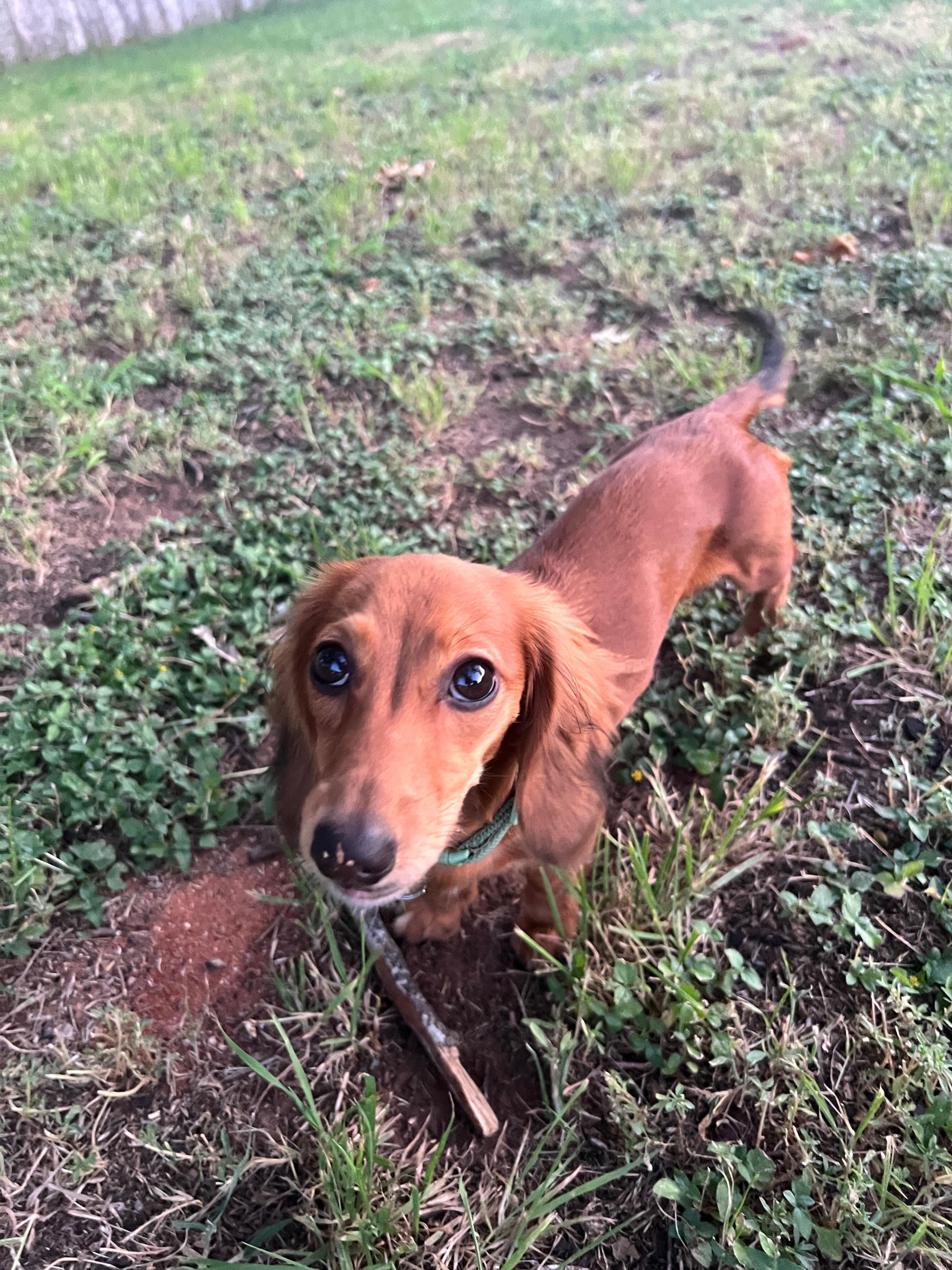 Our little dog loved having the space to run in the backyard!