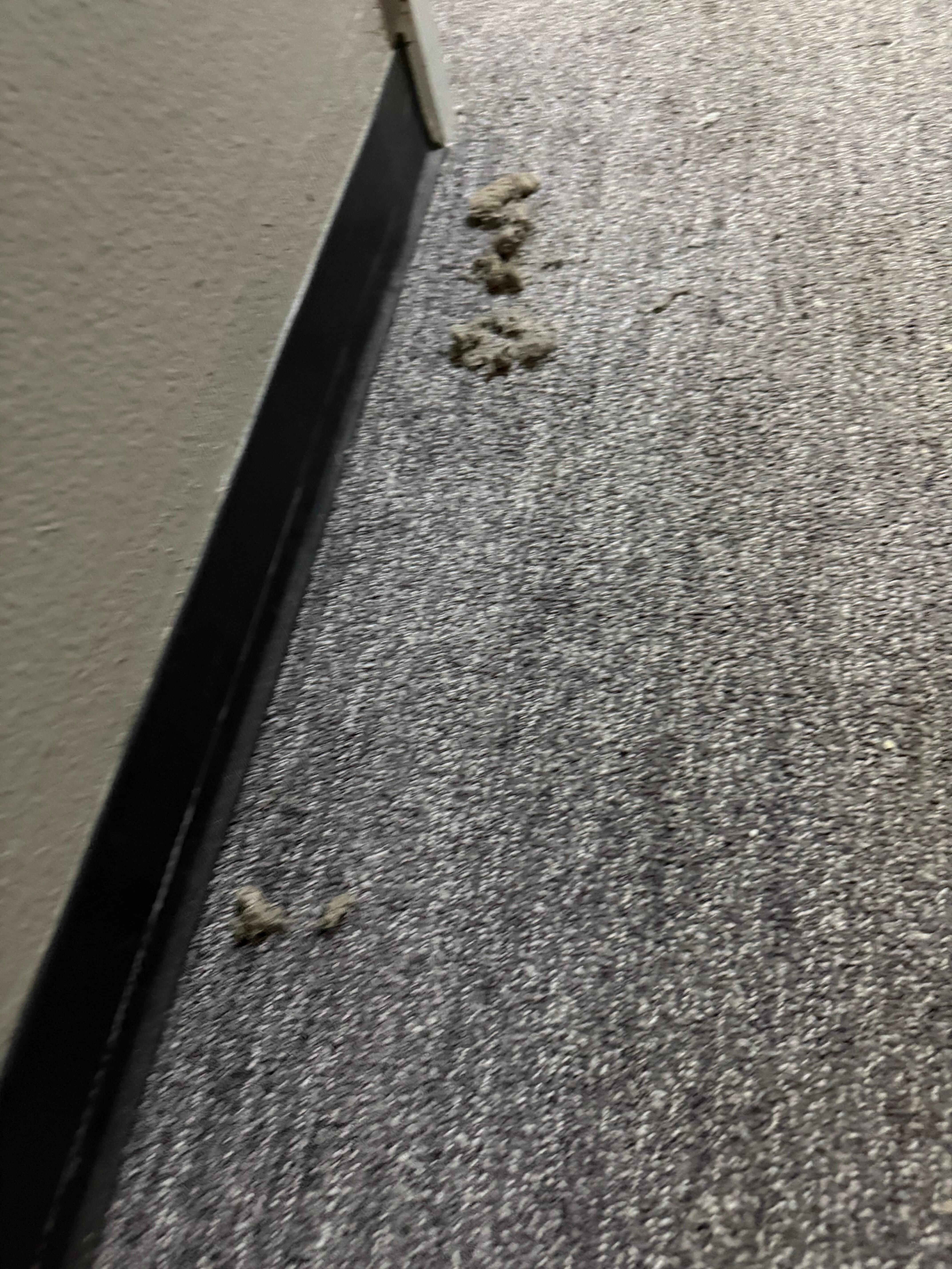 Carpets in hallway to room. 