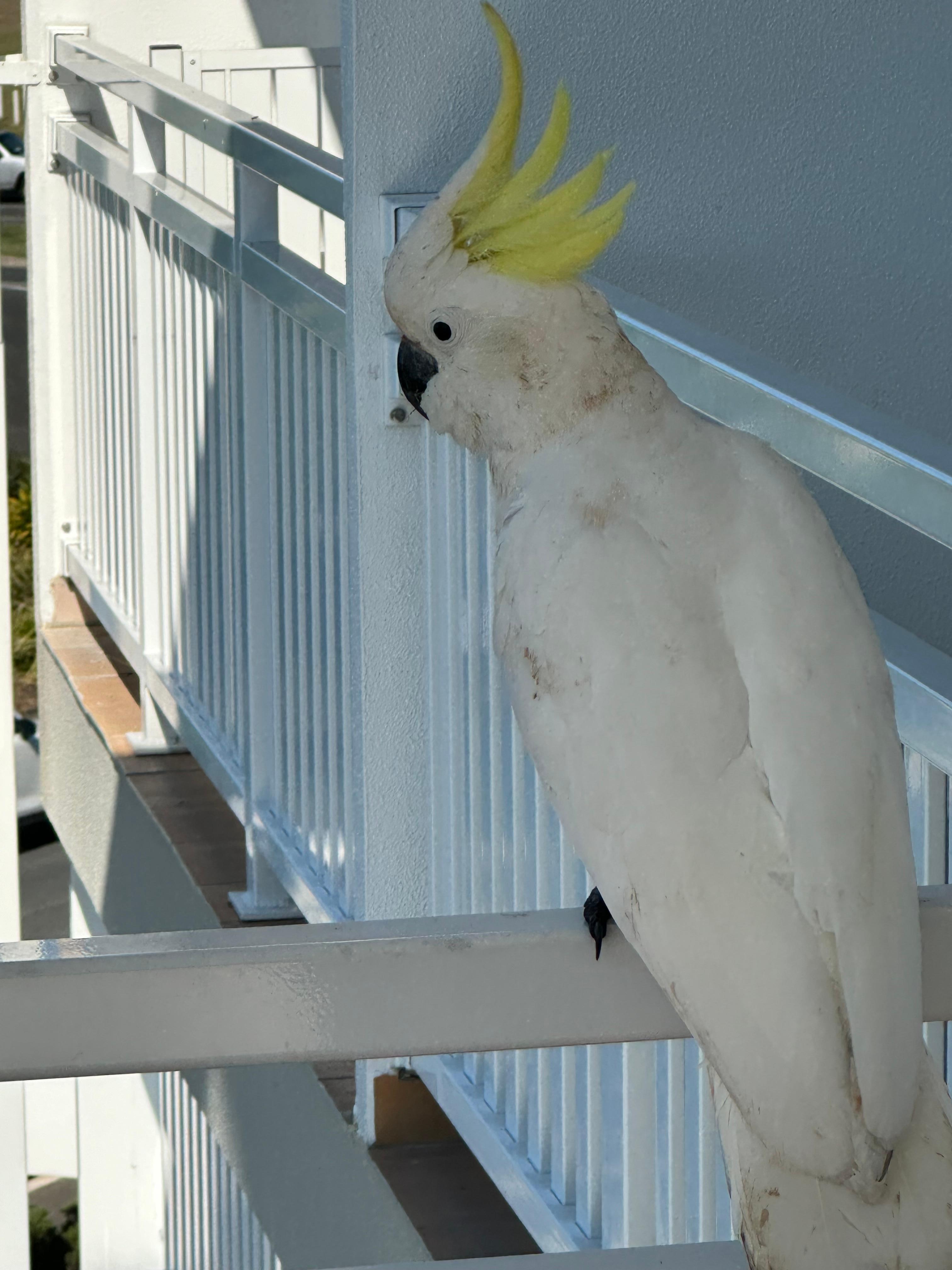 Friendly visitor to our deck. 