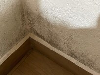 Moldy walls