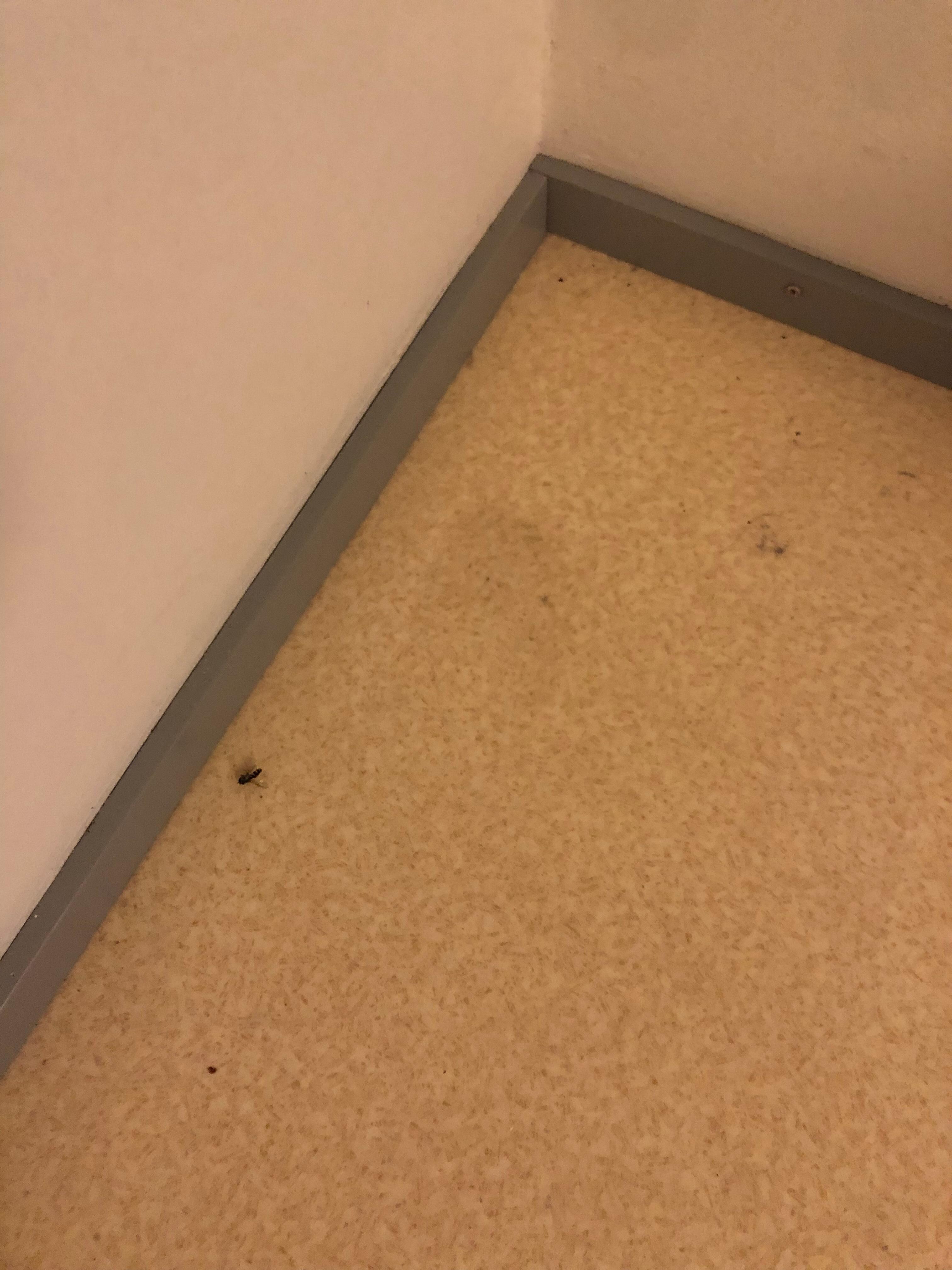 Bugs on the heavily marked linoleum floor