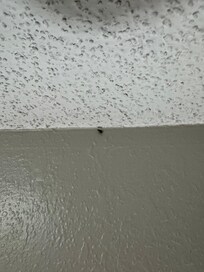 A lot of Roaches zoom in on photo