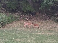 The deer didn’t seem to mind that anyone was watching.