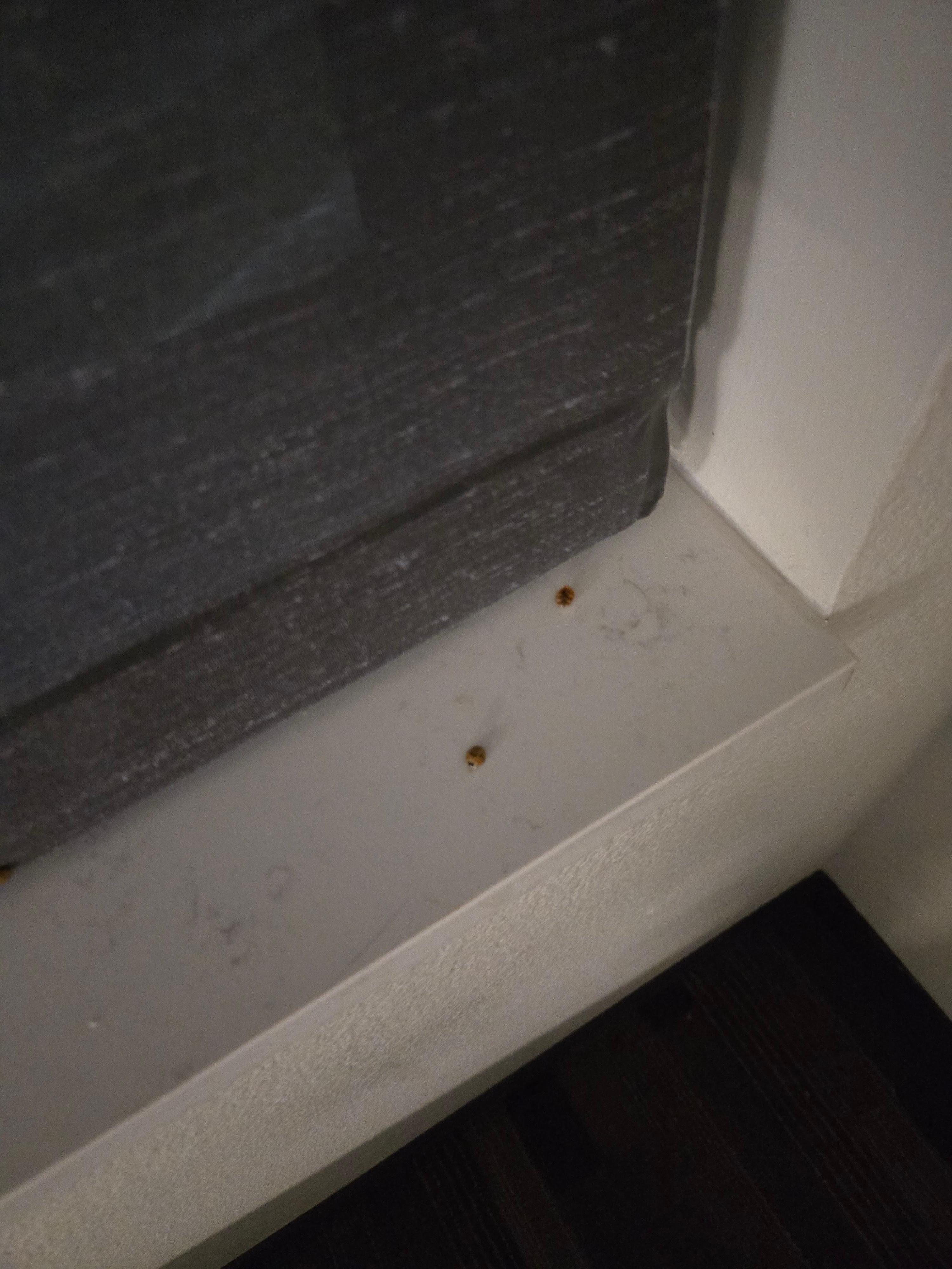 Lady bugs on the windowsill 