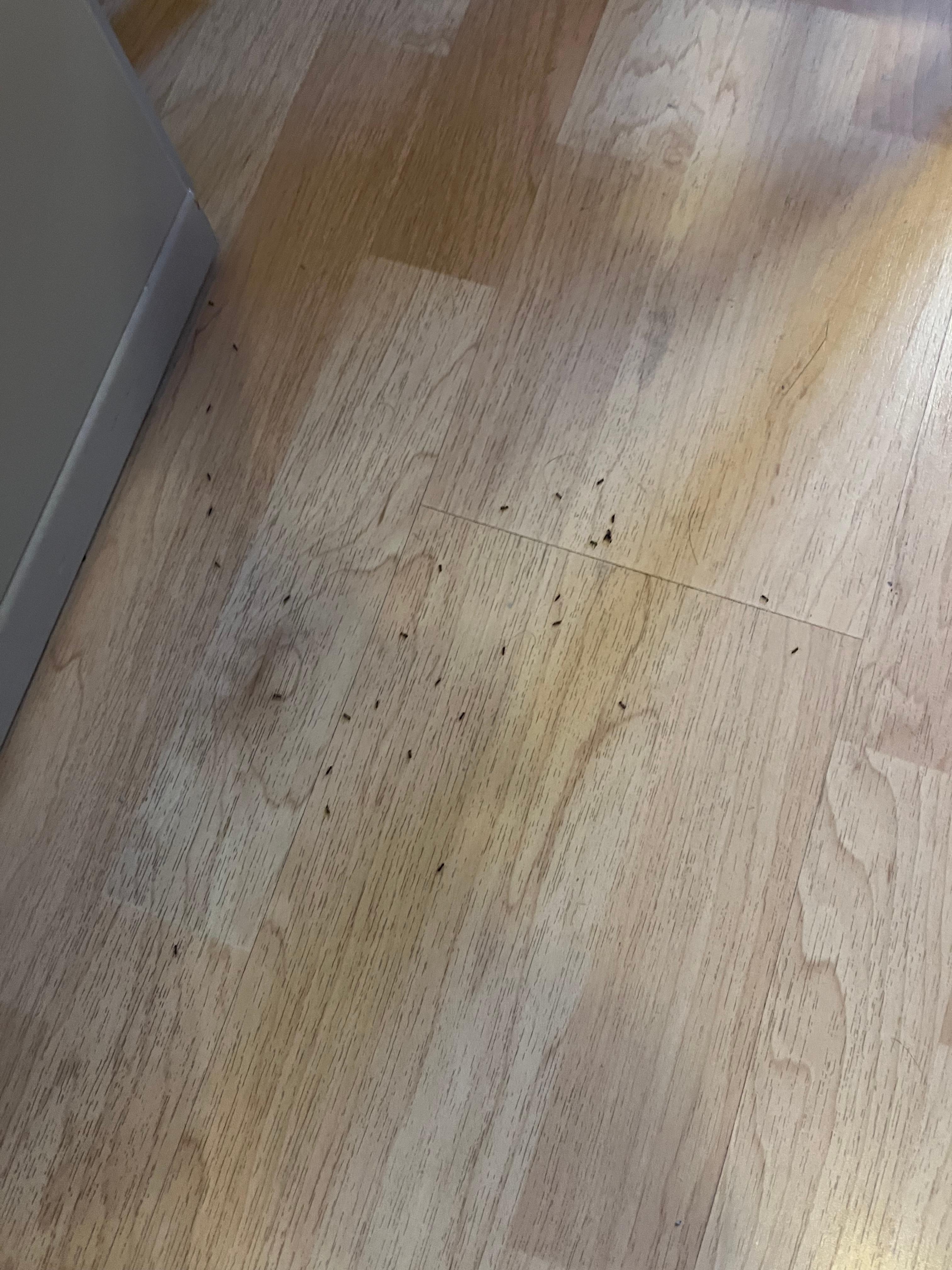 The ant invasion in my room