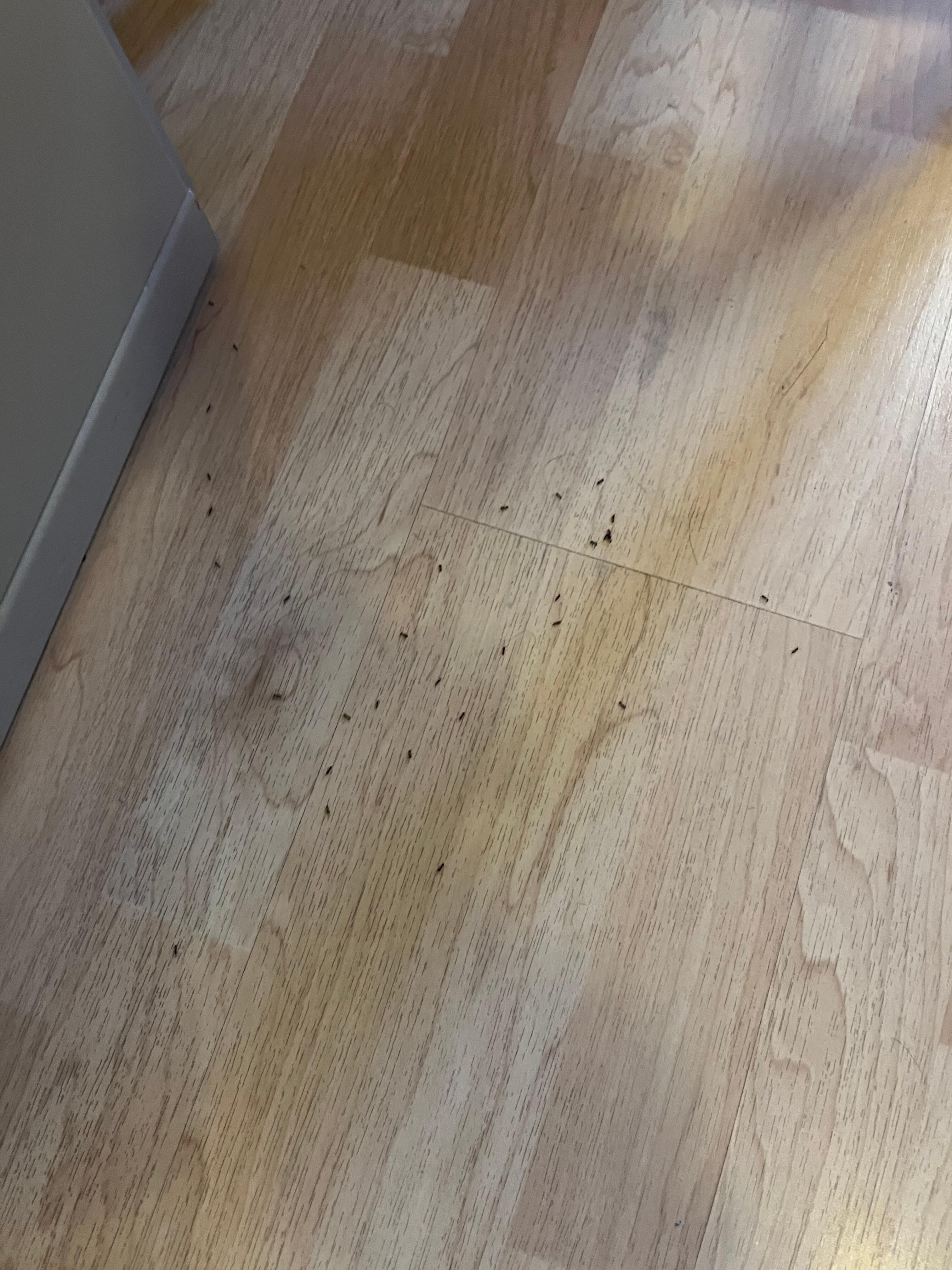 The ant invasion in my room