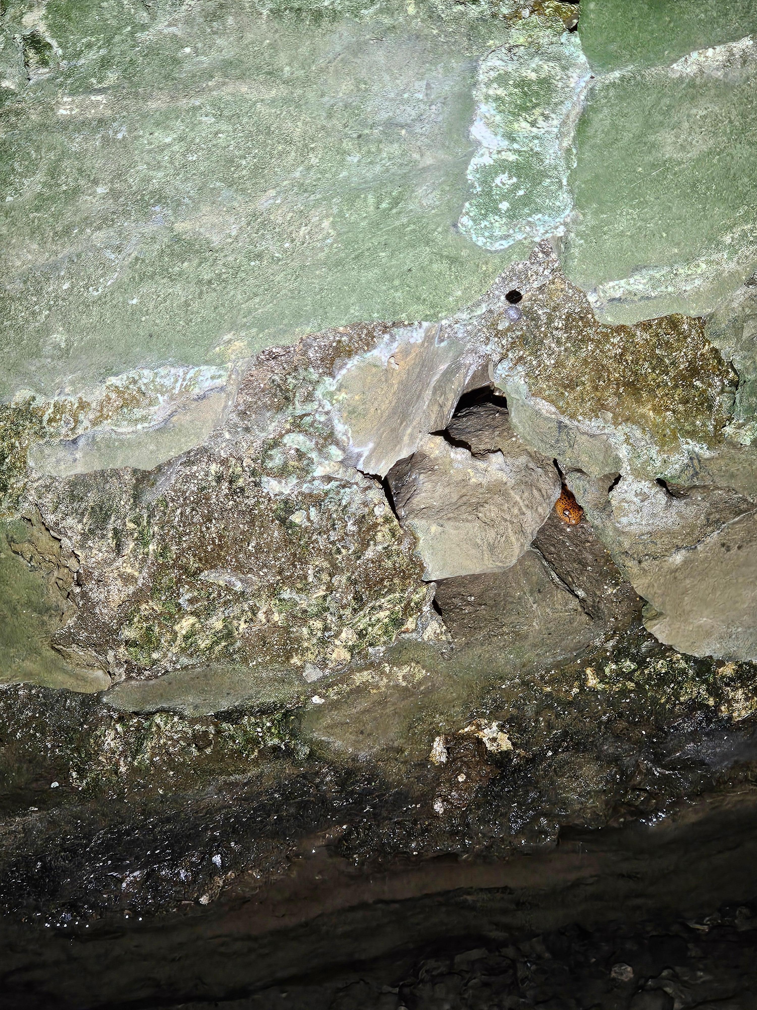 A shy Cave Salamander