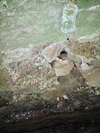 A shy Cave Salamander