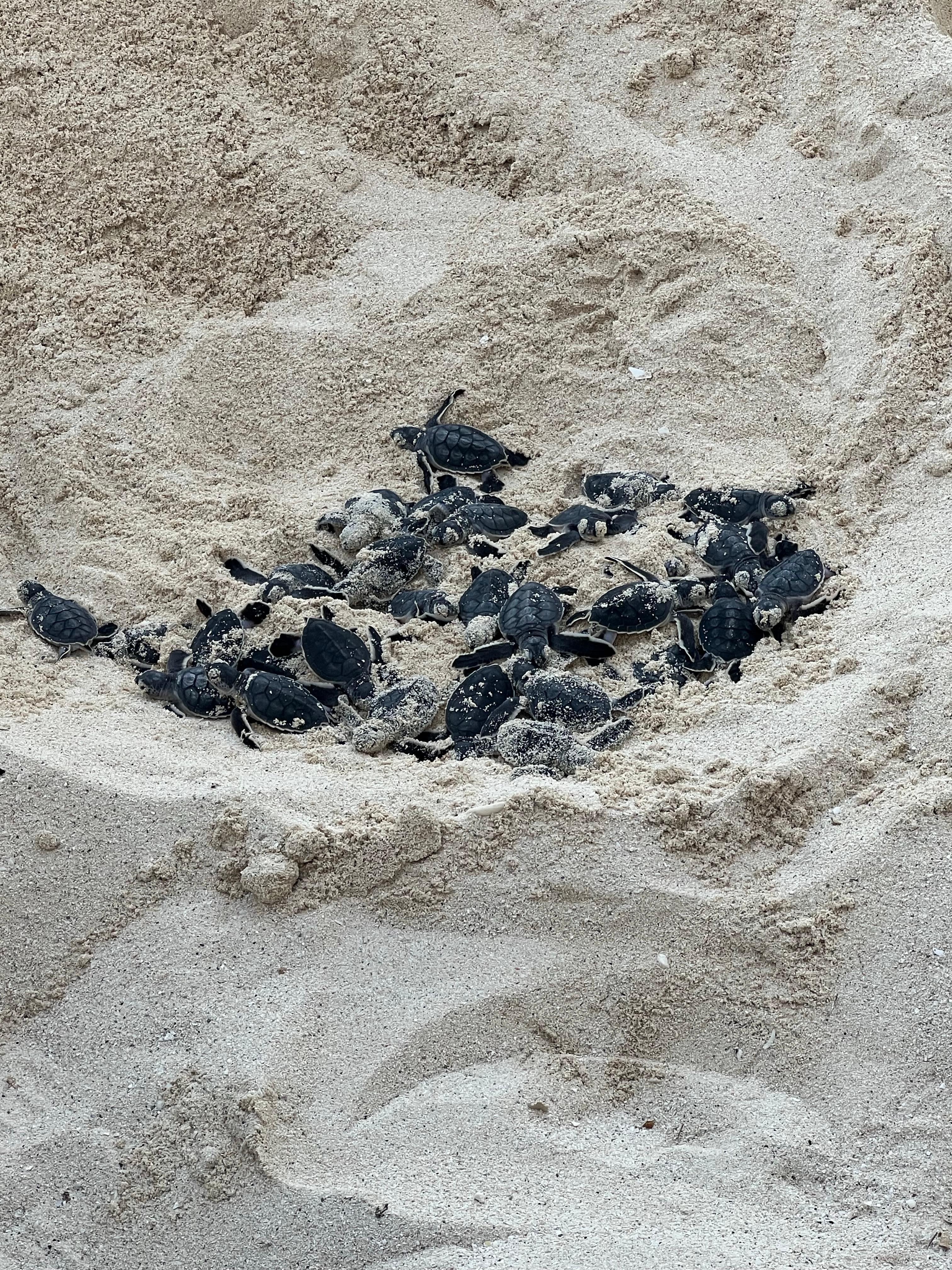 Loved helping baby turtles into the ocean 💛