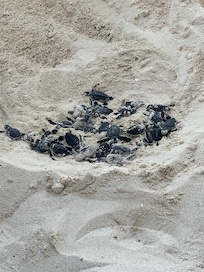 Loved helping baby turtles into the ocean 💛