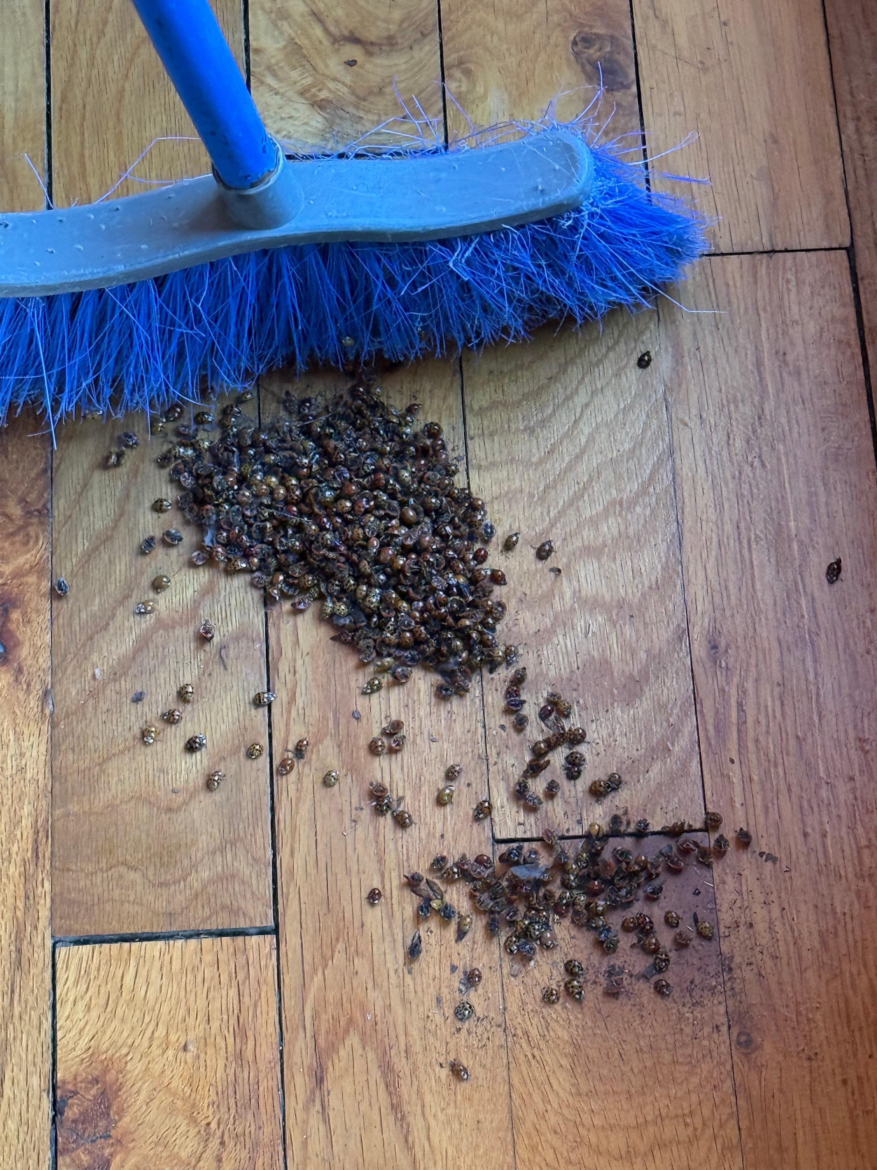 Bugs swept up one morning