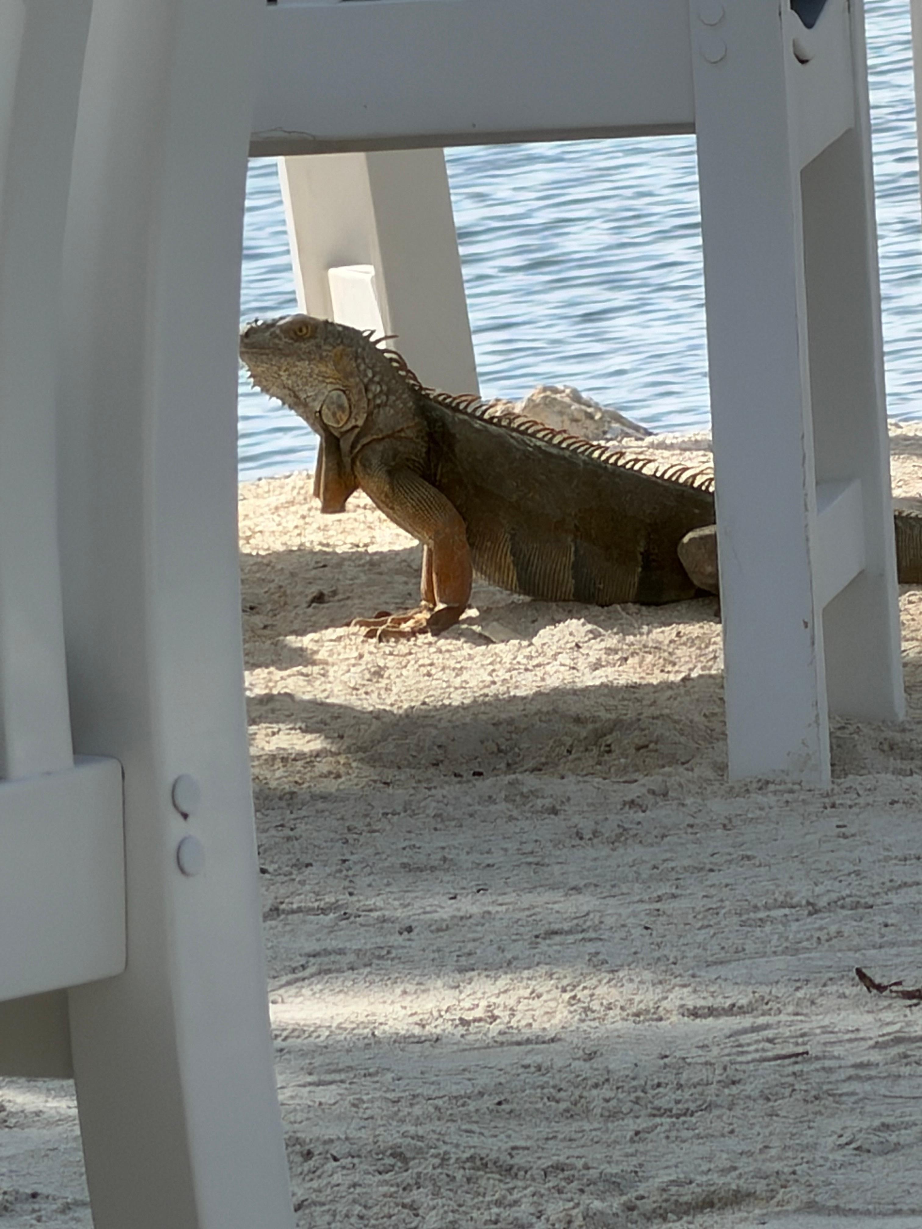  Dry eco friendly facility. We had a visitor on the beach!