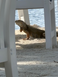 Dry eco friendly facility. We had a visitor on the beach!