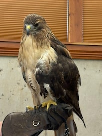 Raptor talk in Cable.