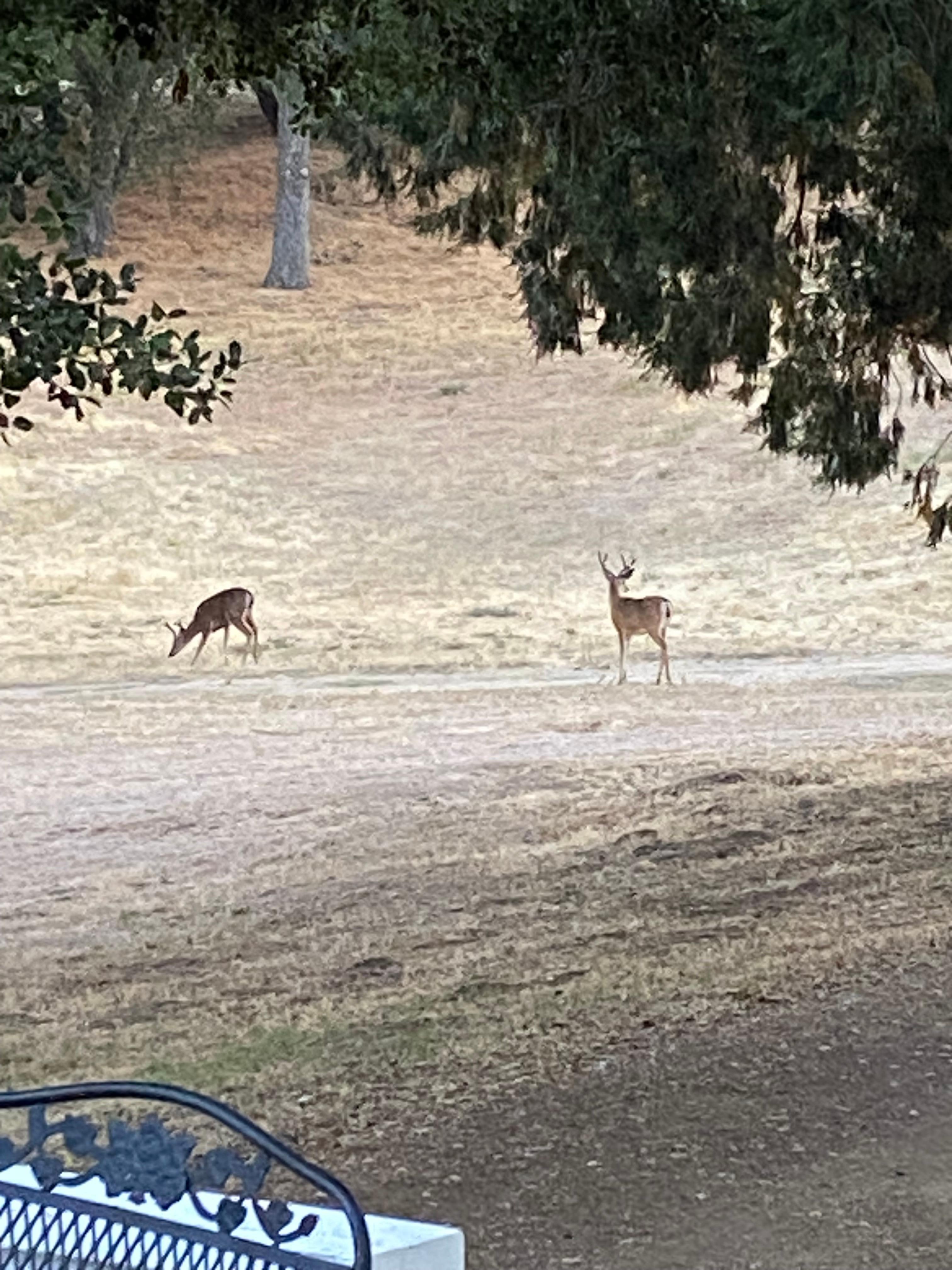 Deer
