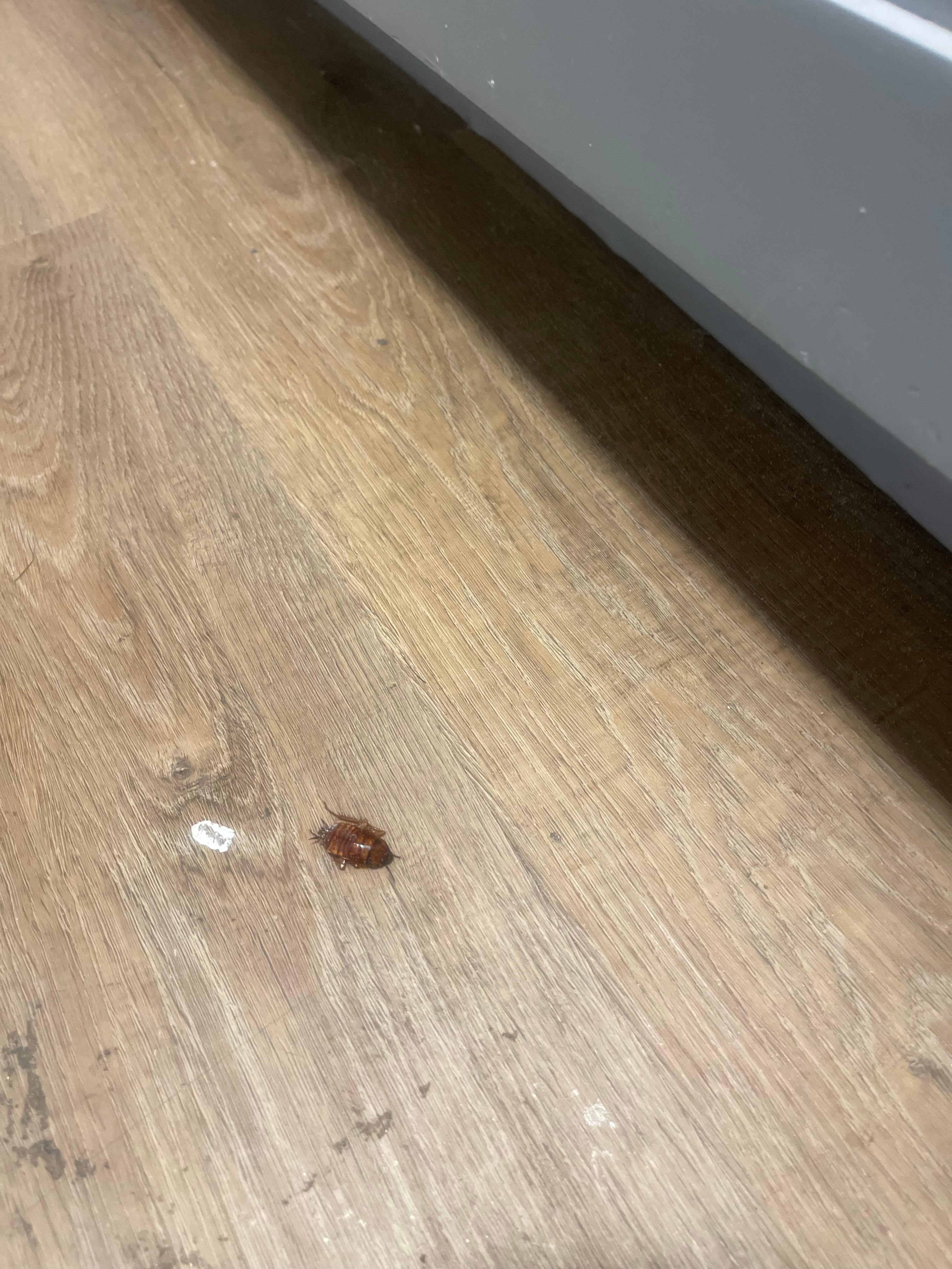 Esos bichos son orioles