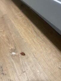 Esos bichos son orioles