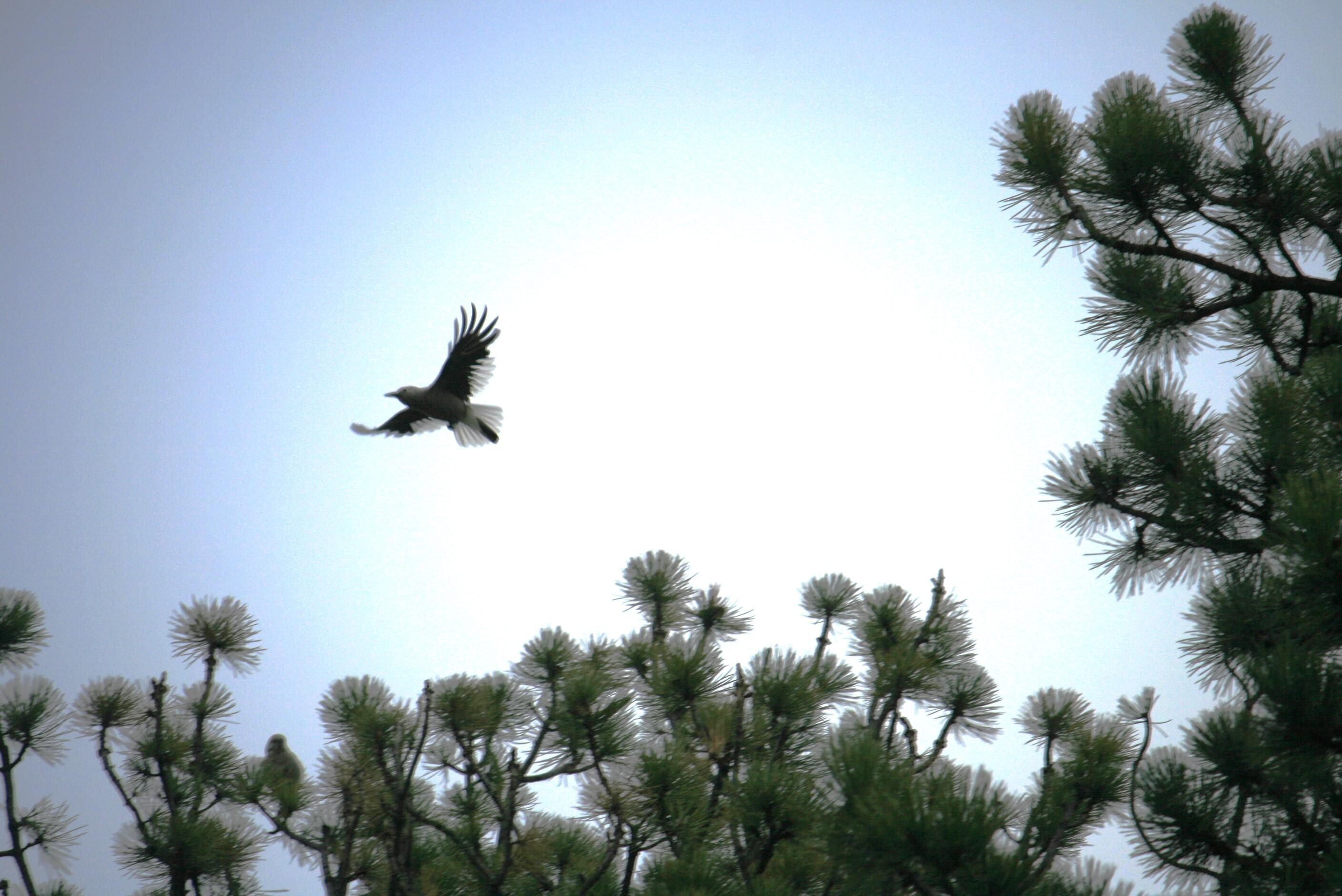 Clark’s nutcracker - only noisy neighbor we had. 
