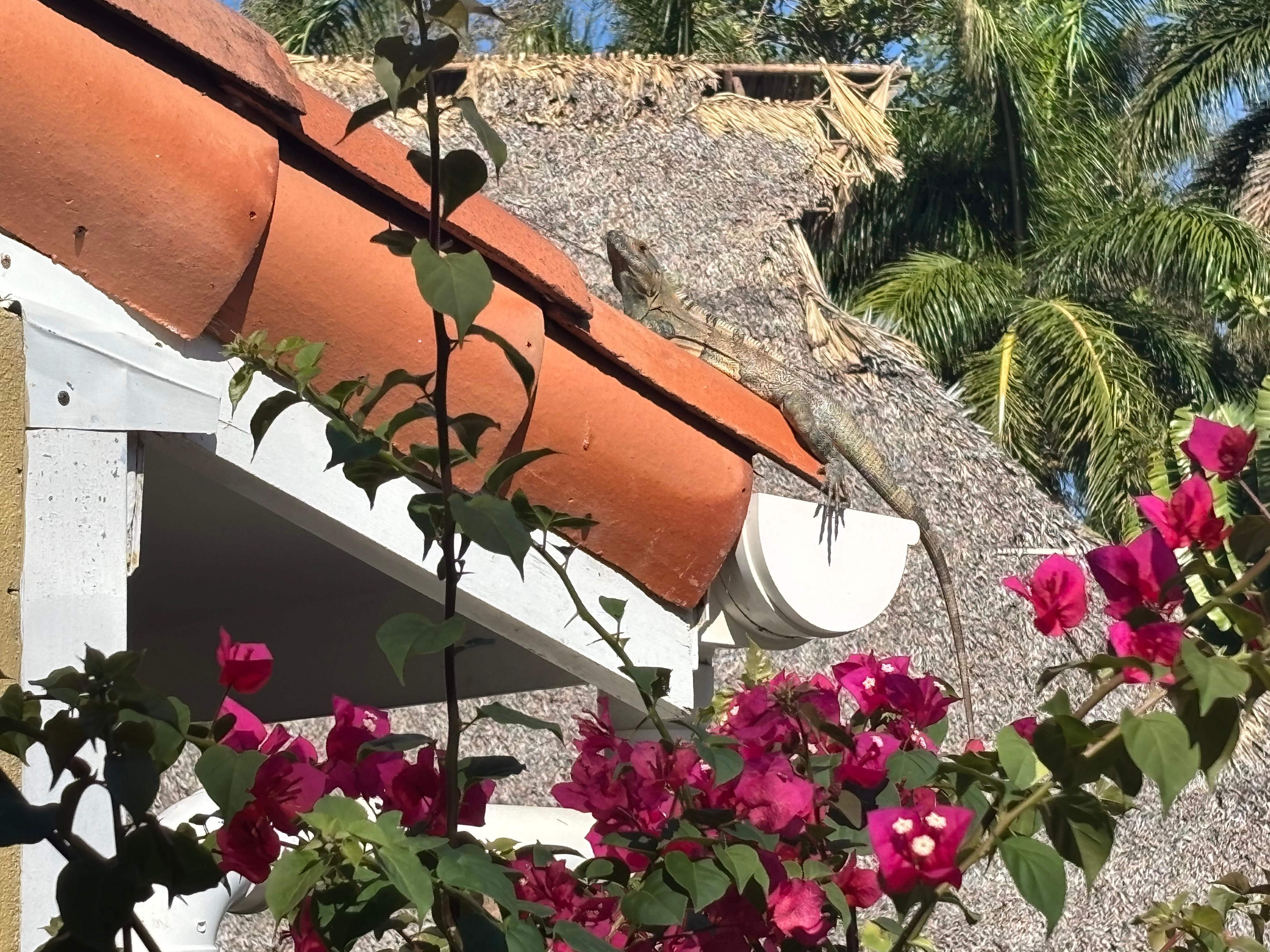 Our morning coffee buddy.